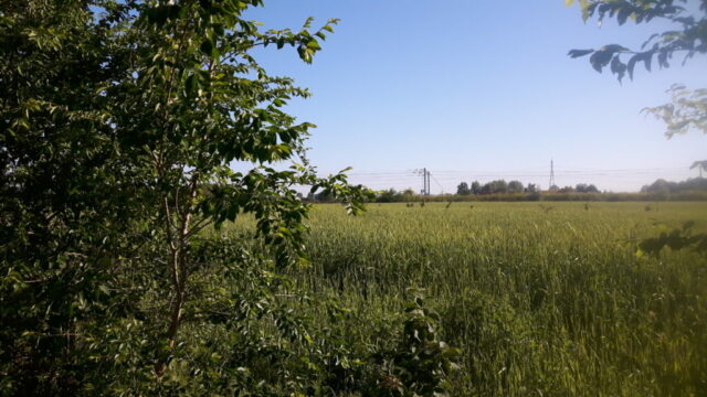 Champ de blé